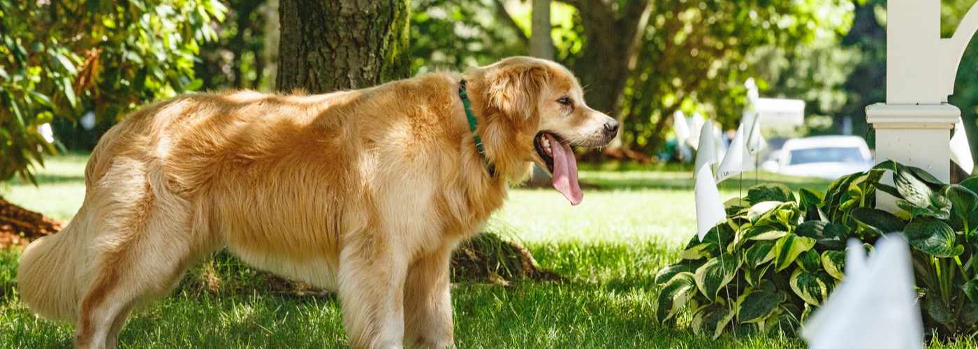 DogWatch by Family Fence, Walhalla, South Carolina | Outdoor Hidden Dog Fences Slider Image