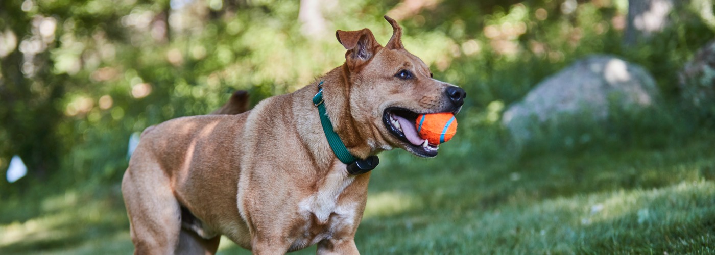 DogWatch by Family Fence, Walhalla, South Carolina | ProFenceX™ Slider Image